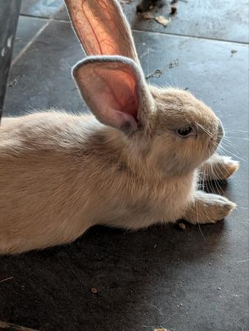 Konijntjes  beschikbaar voor biedingen
