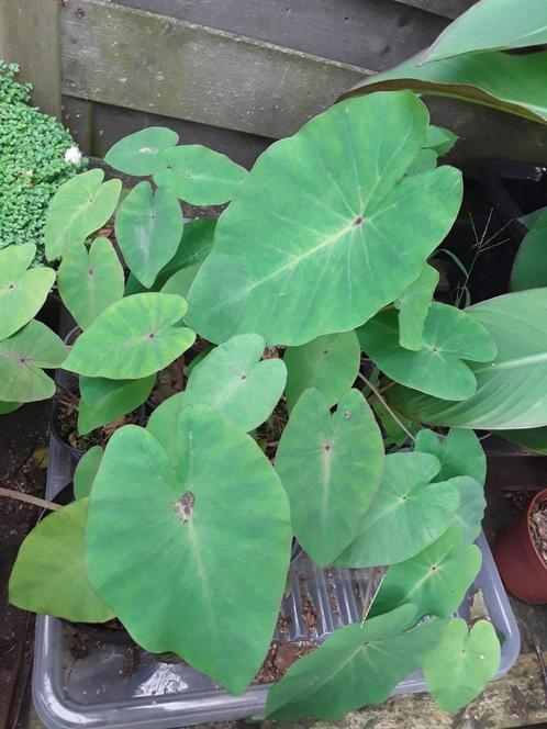 Colocasia pink china, Tuin en Terras, Planten | Tuinplanten, Ophalen of Verzenden