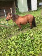 Shetland pony, Hengst, A pony (tot 1.17m), 7 tot 10 jaar, Recreatiepony