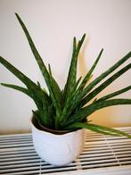 Aloe Vera met keramieken pot=> nu voor 5€!, Ophalen, Vetplant