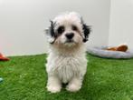 Mal-Shi pups, België, Overige rassen, 8 tot 15 weken, CDV (hondenziekte)