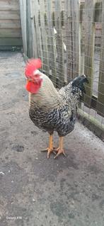 Haan, Dieren en Toebehoren