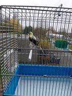 Mooie kanarie vrouwelijke, Dieren en Toebehoren, Vogels | Kanaries