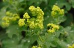 Alchemilla mollis VROUWENMANTEL, Tuin en Terras, Ophalen, Vaste plant, Bodembedekkers, Halfschaduw