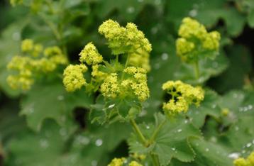 Alchemilla mollis VROUWENMANTEL beschikbaar voor biedingen