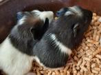 2 jonge cavia's, Dieren en Toebehoren, Knaagdieren, Juni, Cavia