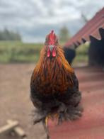 Sierhaantjes, Dieren en Toebehoren, Pluimvee, Mannelijk, Kip
