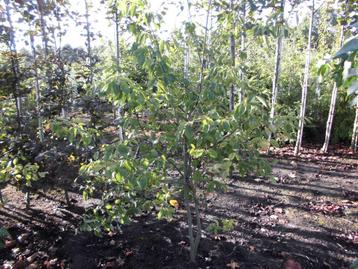 Sierheesters beschikbaar voor biedingen