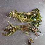 Cryptocorienen aquarium plant, Dieren en Toebehoren, Ophalen