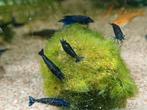 Hobbyaquarium  Blue davidi Sapphire high grade garnalen, Dieren en Toebehoren, Kreeft, Krab of Garnaal, Zoetwatervis, Schoolvis