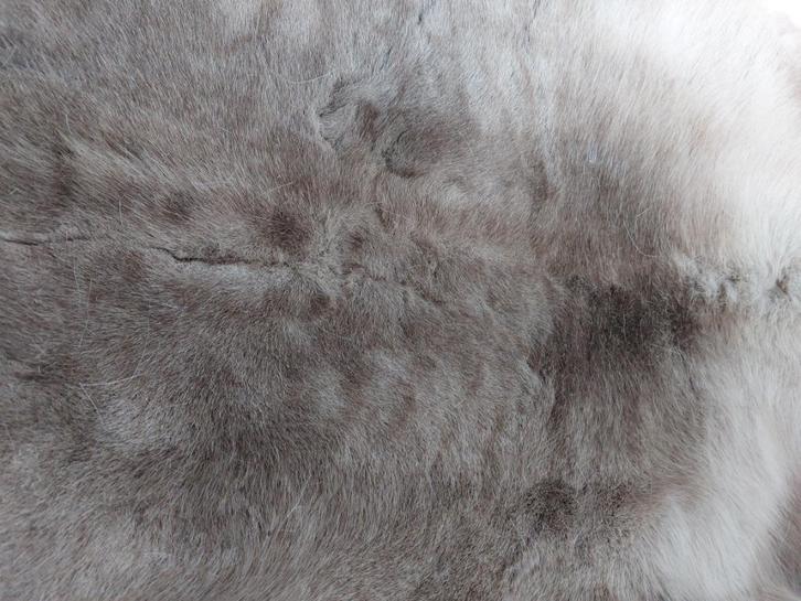 Rendier huid, Huis en Inrichting, Woonaccessoires | Wanddecoraties, Zo goed als nieuw, Ophalen of Verzenden