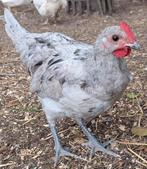 Gratis 3 jonge hanen, Dieren en Toebehoren, Pluimvee, Mannelijk, Kip