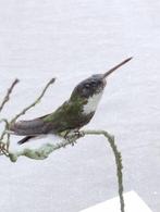 Witkeelkolibrie, Verzamelen, Dierenverzamelingen, Ophalen, Nieuw, Vogel, Opgezet dier