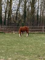 Merrie te koop, Dieren en Toebehoren, Merrie