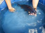 Koi, Dieren en Toebehoren, Vissen | Vijvervissen