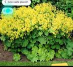 Vrouwenmantel Alchemilla mollis & Festuca glauca elijah, Tuin en Terras, Ophalen of Verzenden, Herfst, Vaste plant