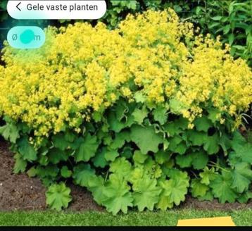 Vrouwenmantel Alchemilla mollis & Festuca glauca elijah  beschikbaar voor biedingen