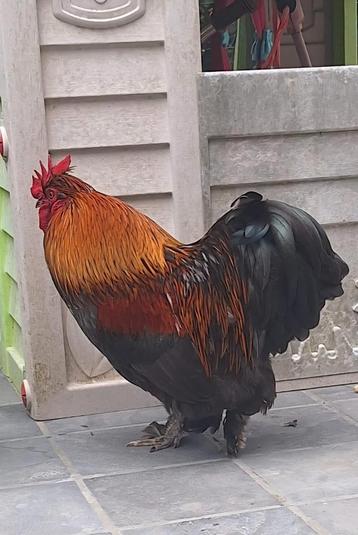 Un coq gratuit à offrir !