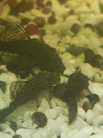 vissen, Dieren en Toebehoren, Vis, Zoetwatervis