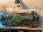 Aquarium met 2 schildpadden en alle toebehoren, Dieren en Toebehoren, Reptielen en Amfibieën, Schildpad, 3 tot 6 jaar