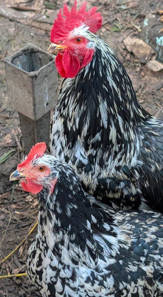 Pita Pinta Asturier haan + hen, Animaux & Accessoires, Volatiles, Poule ou poulet, Plusieurs animaux