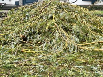 Gratis af te halen: wilgentakken net gesnoeid!, Enlèvement, Arbre pleureur
