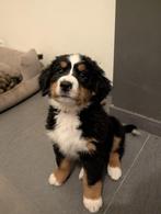 Berner Sennen pups te koop (in huis grootgebracht), Dieren en Toebehoren, België, CDV (hondenziekte), Meerdere, Meerdere dieren