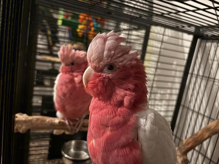 Koppel rose kaketoe lutino, Dieren en Toebehoren, Vogels | Parkieten en Papegaaien, Papegaai, Meerdere dieren, Tam, Geringd