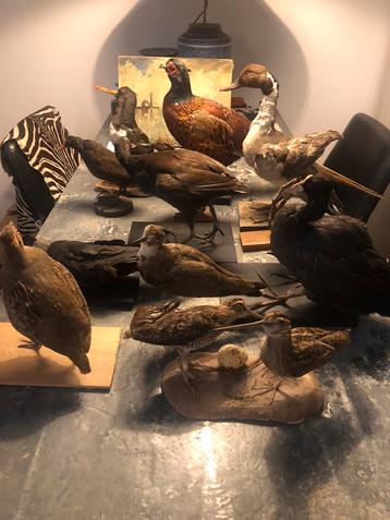 ANTIEKE TAXIDERMIE OPGEZETTE VOGELS 6 STUKS  beschikbaar voor biedingen