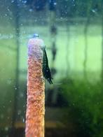 *PROMO* green jade neocaridina, Dieren en Toebehoren, Kreeft, Krab of Garnaal, Zoetwatervis, Schoolvis