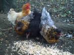 Engelse hennetjes, Dieren en Toebehoren, Pluimvee, Vrouwelijk, Kip
