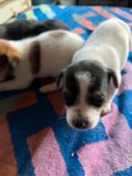 Te koop drie mooie jack rusel geboren 17 10 25, Dieren en Toebehoren, België, Fokker | Hobbymatig, Jack Russell Terriër, 8 tot 15 weken