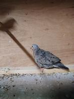 Musduif, Dieren en Toebehoren, Vogels | Overige Vogels