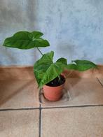Syngonium mottled mojito stek, Ophalen, Overige soorten, Halfschaduw, In pot