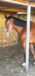 Reactiepaard/weidemaatje, Hongre