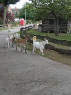 Geiten, 3 bokjes, 1 betje, Meerdere dieren, Geit, 0 tot 2 jaar
