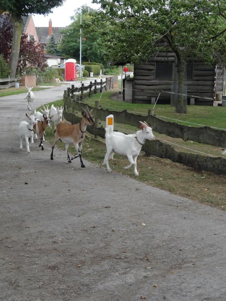 Geiten, 3 bokjes, 1 betje, Dieren en Toebehoren, Schapen, Geiten en Varkens, Geit, Meerdere dieren, 0 tot 2 jaar