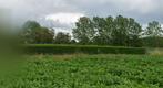Liguster 1.5m hoog (25 meter), Tuin en Terras, Ophalen, Liguster, Haag, 100 tot 250 cm