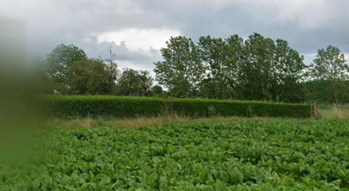 Liguster 1.5m hoog (25 meter), Tuin en Terras, Planten | Struiken en Hagen, Haag, Liguster, 100 tot 250 cm, Ophalen