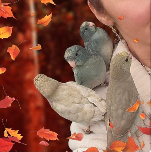 Kakariki tam, Dieren en Toebehoren, Vogels | Parkieten en Papegaaien, Meerdere dieren, Tam