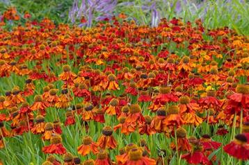 Helenium Moerheim Beauty  beschikbaar voor biedingen