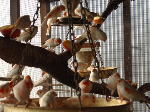 Rode Mozaieken, Animaux & Accessoires, Oiseaux | Oiseaux Autre, Oiseau tropical, Plusieurs animaux