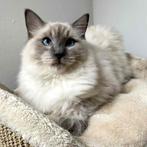 Schitterende Ragdoll kittens klaar voor een liefdevol thuis, Dieren en Toebehoren, Katten en Kittens | Raskatten | Langhaar, Kater