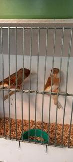 Canaris, Animaux & Accessoires, Oiseaux | Canaris