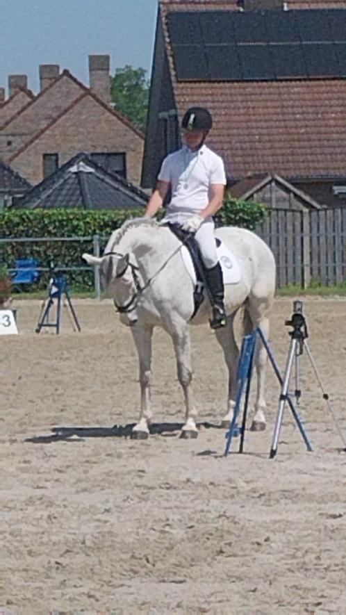 Braaf recreatie paard, Dieren en Toebehoren, Paarden, Ruin, M, 160 tot 165 cm, 11 jaar of ouder, Recreatiepaard, Met stamboom