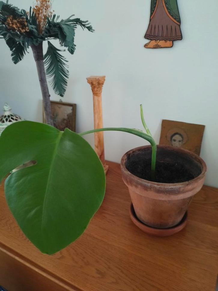 Monstera deliciosa, Huis en Inrichting, Kamerplanten, Ophalen