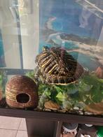 Schildpad, Dieren en Toebehoren, Vissen | Aquariumvissen