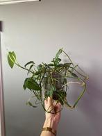 Monstera Siltepecana plant, Huis en Inrichting, Kamerplanten, Overige soorten, Minder dan 100 cm, In pot, Ophalen