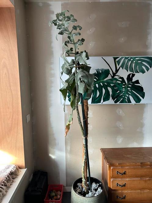 Kamerplant (met pot indien gewenst), Huis en Inrichting, Kamerplanten, Ophalen