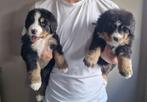 Berner sennen pups, Dieren en Toebehoren, België, Particulier, Overige rassen, 8 tot 15 weken